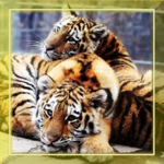 tigers sounds live wallpaper android application logo